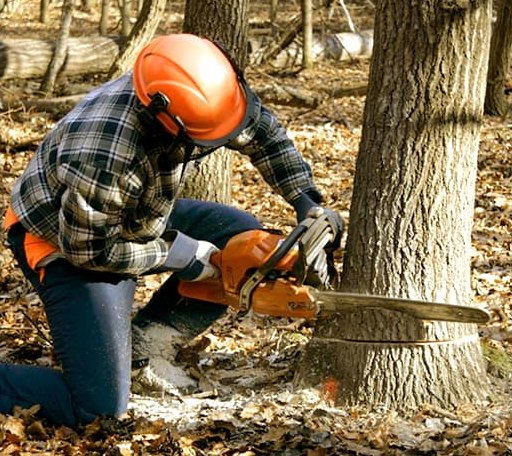 Tree Removal in Sidney, KY